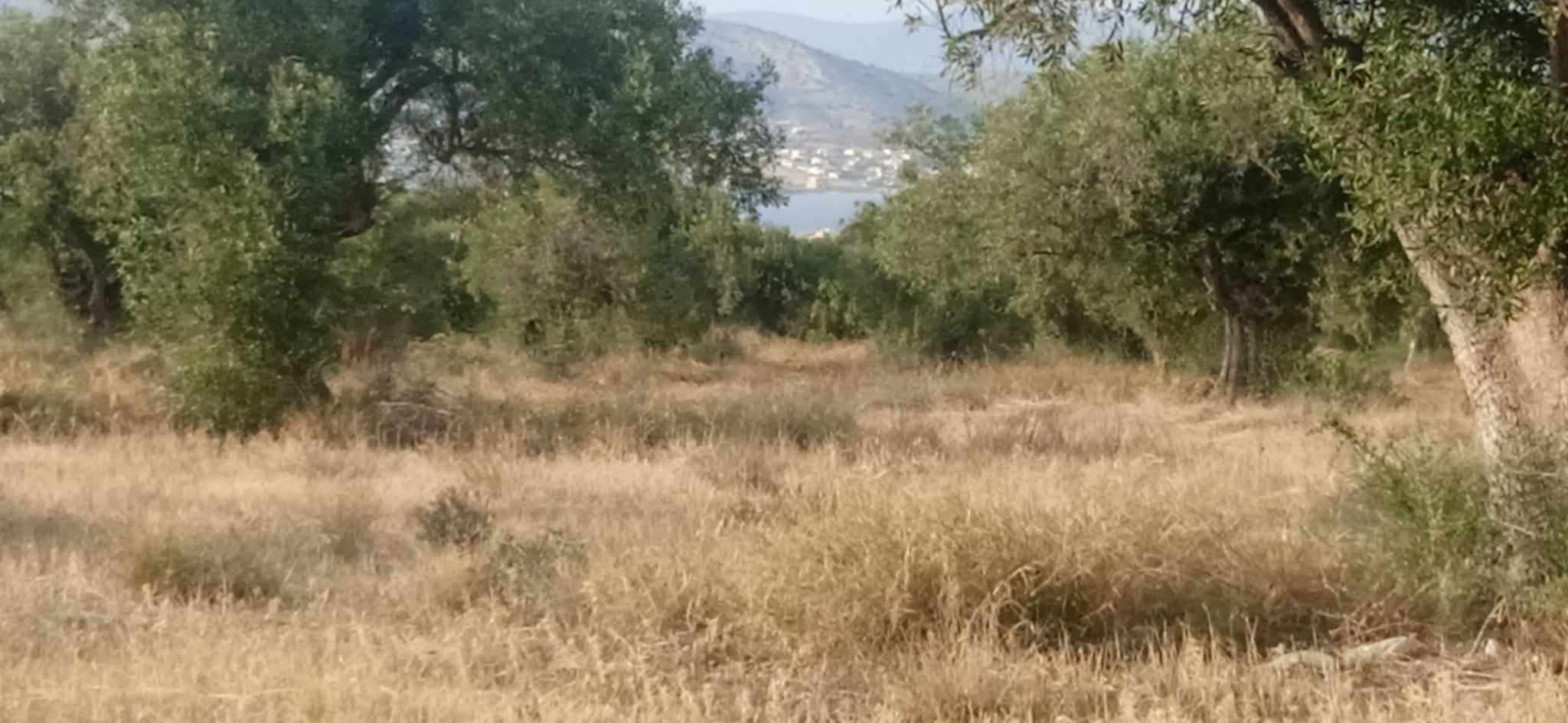 Land for sale in Salamina Vision & Reliability